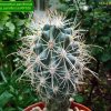 Sclerocactus _parviflorus ssp.parviflorus _RP108 _06